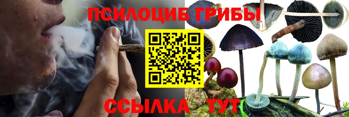 Псилоцибиновые грибы мицелий Аргун